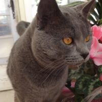 Deux chatonnes      chartreux a vendre #1