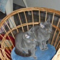 Deux chatonnes      chartreux a vendre #2