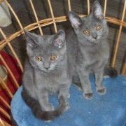 Deux chatonnes      chartreux a vendre #4