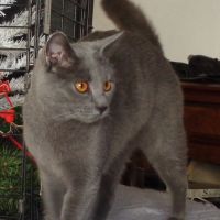 Deux chatonnes      chartreux a vendre #5