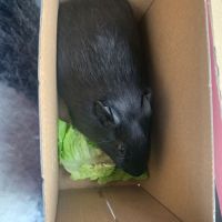 3 cochons d’inde #0