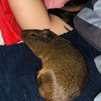 3 cochons d’inde #2