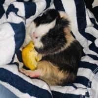 3 cochons d’inde #3