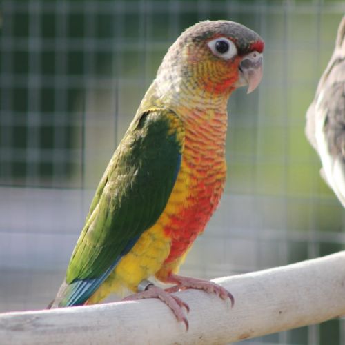 Conure molina #1