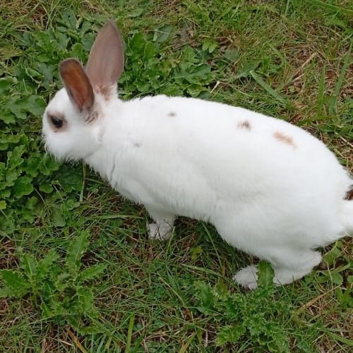 Lapin nain mâle 4 mois #1