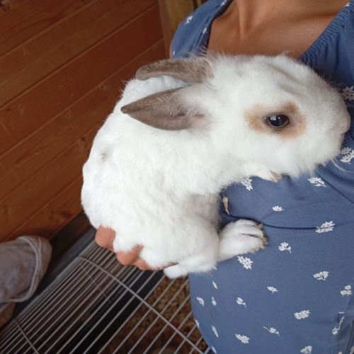 Lapin nain mâle 4 mois #3