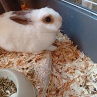 Lapin nain mâle 4 mois