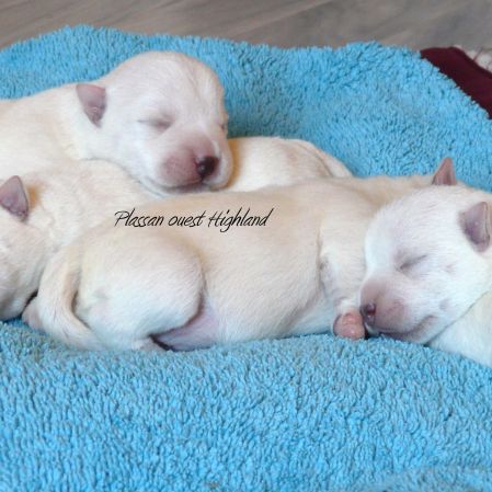 Chiot westie lof lignée multichampions - beauté #1