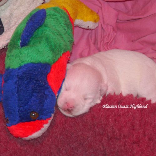 Chiot westie lof lignée multichampions - beauté #4