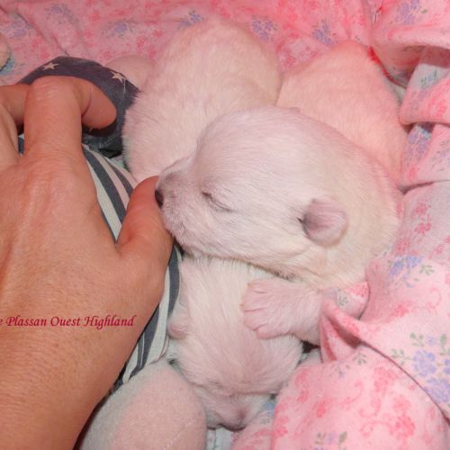 Chiot westie lof lignée multichampions - beauté #5