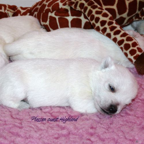 Chiot westie lof lignée multichampions - beauté #7