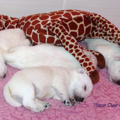 Chiot westie lof lignée multichampions - beauté #8