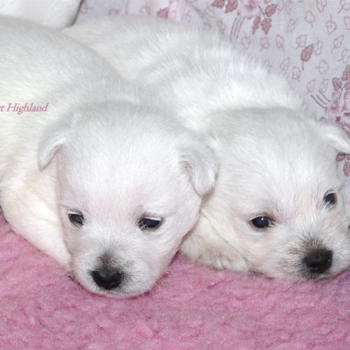 Chiot westie lof lignée multichampions - beauté #0