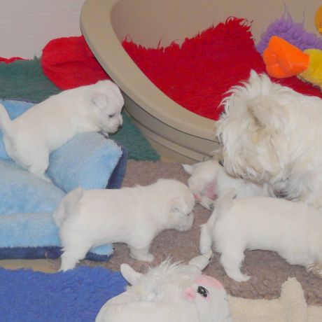 Chiot westie lof joli pédigrée. elevage familial