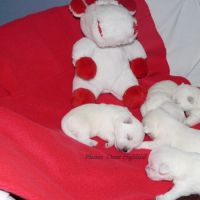 Chiot westie lof lignée multichampions - beauté #2
