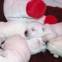 Chiot westie lof lignée multichampions - beauté #3