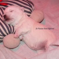 Chiot westie lof lignée multichampions - beauté #6