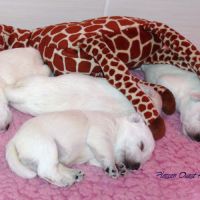 Chiot westie lof lignée multichampions - beauté #8