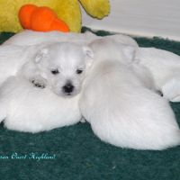 Chiot westie lof lignée multichampions - beauté #9