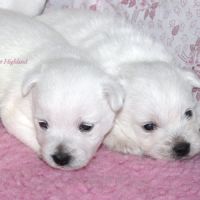 Chiot westie lof lignée multichampions - beauté