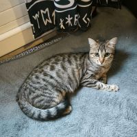 Mimi à l'adoption #2