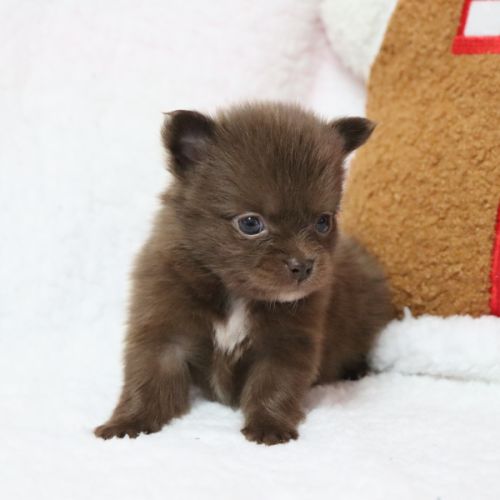 Pomchi (chihuahua pl x spitz nain poméranien) #3