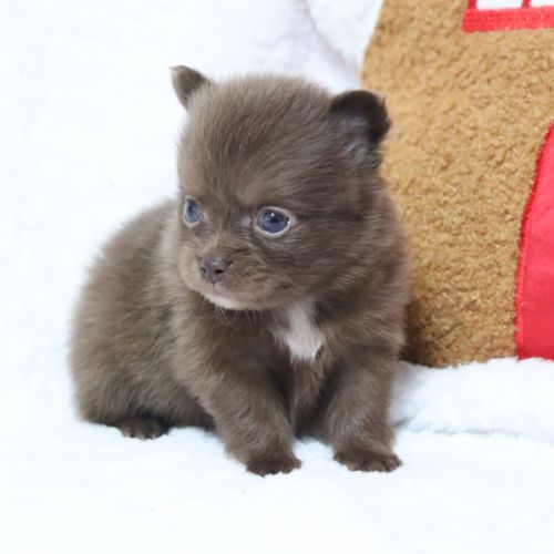 Pomchi (chihuahua pl x spitz nain poméranien) #7