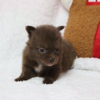 Pomchi (chihuahua pl x spitz nain poméranien) #1