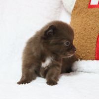 Pomchi (chihuahua pl x spitz nain poméranien) #2