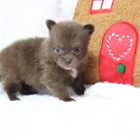 Pomchi (chihuahua pl x spitz nain poméranien) #0