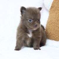 Pomchi (chihuahua pl x spitz nain poméranien) #5