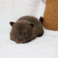 Pomchi (chihuahua pl x spitz nain poméranien) #6
