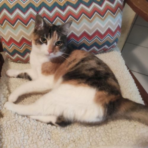 Amandine à l'adoption