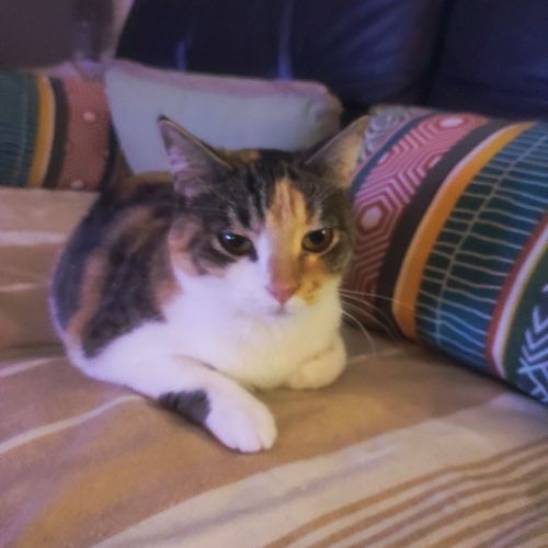 Amandine à l'adoption #2