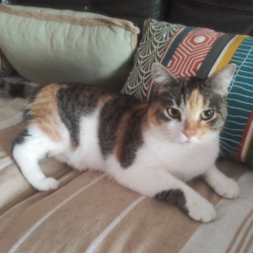 Amandine à l'adoption #3