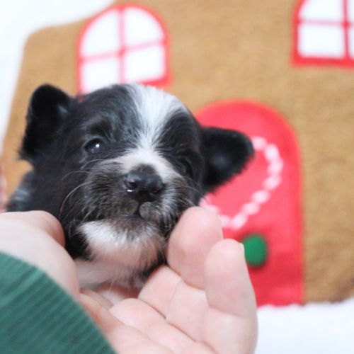 Berger des shetland male #4