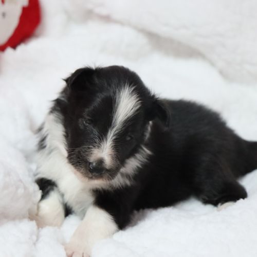 Berger des shetland male #5