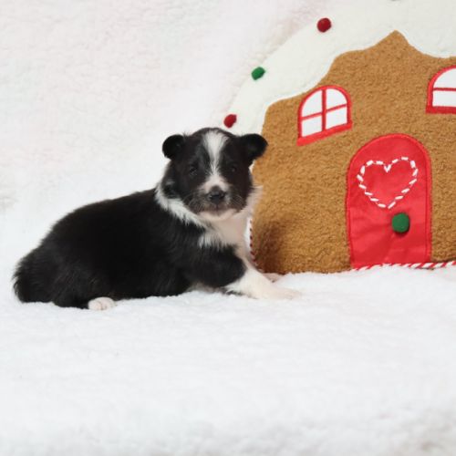 Berger des shetland male #6