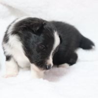 Berger des shetland male #0