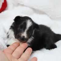 Berger des shetland male #2