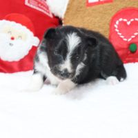 Berger des shetland male #3