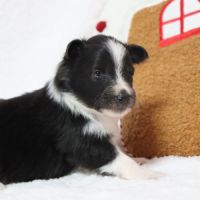 Berger des shetland male #7