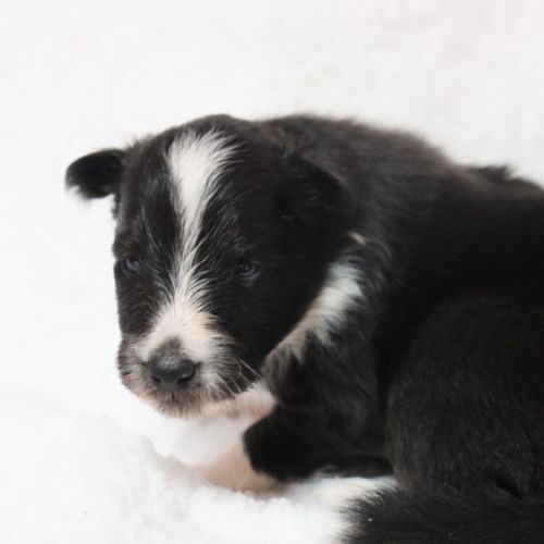 Berger des shetland femelle #1