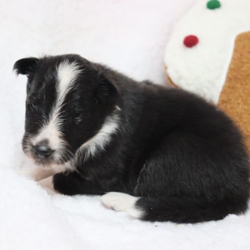 Berger des shetland femelle