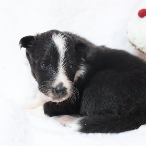 Berger des shetland femelle #5