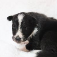 Berger des shetland femelle #1