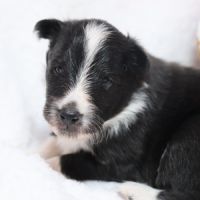 Berger des shetland femelle #2