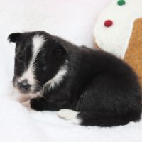 Berger des shetland femelle