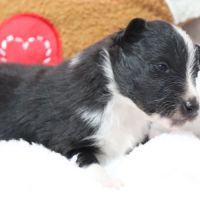 Berger des shetland femelle #4