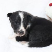 Berger des shetland femelle #5